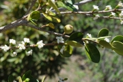 <strong>Rubiaceae - Fernelia buxifolia - Lam.</strong><br />© Sarrailh Jean-Michel / CIRAD