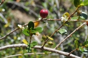 <strong>Rubiaceae - Fernelia buxifolia - Lam.</strong><br />© Sarrailh Jean-Michel / CIRAD