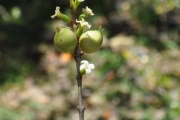 <strong>Rubiaceae - Fernelia buxifolia - Lam.</strong><br />© Sarrailh Jean-Michel / CIRAD