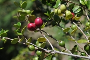 <strong>Rubiaceae - Fernelia buxifolia - Lam.</strong><br />© Sarrailh Jean-Michel / CIRAD