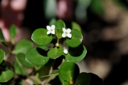 <strong>Rubiaceae - Fernelia buxifolia - Lam.</strong><br />© Sarrailh Jean-Michel / CIRAD