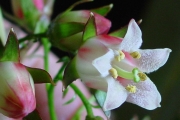 <strong>Escalloniaceae - Forgesia racemosa - J.F.Gmel.</strong><br />© 