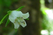 <strong>Escalloniaceae - Forgesia racemosa - J.F.Gmel.</strong><br />© 