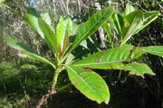 <strong>Escalloniaceae - Forgesia racemosa - J.F.Gmel.</strong><br />© Sarrailh Jean-Michel / CIRAD