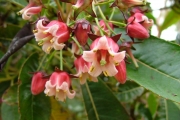 <strong>Escalloniaceae - Forgesia racemosa - J.F.Gmel.</strong><br />© Baret Stéphane