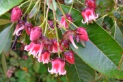 <strong>Escalloniaceae - Forgesia racemosa - J.F.Gmel.</strong><br />© Baret Stéphane