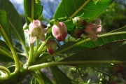 <strong>Escalloniaceae - Forgesia racemosa - J.F.Gmel.</strong><br />© Sarrailh Jean-Michel / CIRAD