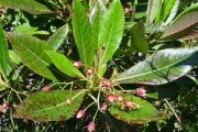 <strong>Escalloniaceae - Forgesia racemosa - J.F.Gmel.</strong><br />© Sarrailh Jean-Michel / CIRAD