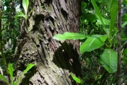 <strong>Escalloniaceae - Forgesia racemosa - J.F.Gmel.</strong><br />© Sarrailh Jean-Michel / CIRAD