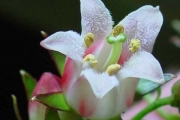 <strong>Escalloniaceae - Forgesia racemosa - J.F.Gmel.</strong><br />© Sarrailh Jean-Michel / CIRAD
