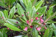 <strong>Escalloniaceae - Forgesia racemosa - J.F.Gmel.</strong><br />© Perroud Annaïg