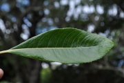<strong>Escalloniaceae - Forgesia racemosa - J.F.Gmel.</strong><br />© Sarrailh Jean-Michel / CIRAD