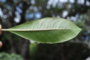 <strong>Escalloniaceae - Forgesia racemosa - J.F.Gmel.</strong><br />© Sarrailh Jean-Michel / CIRAD