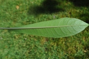 <strong>Escalloniaceae - Forgesia racemosa - J.F.Gmel.</strong><br />© Sarrailh Jean-Michel / CIRAD