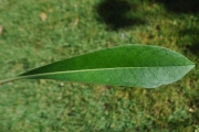 <strong>Escalloniaceae - Forgesia racemosa - J.F.Gmel.</strong><br />© Sarrailh Jean-Michel / CIRAD