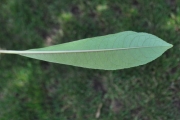 <strong>Escalloniaceae - Forgesia racemosa - J.F.Gmel.</strong><br />© Sarrailh Jean-Michel / CIRAD