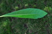 <strong>Escalloniaceae - Forgesia racemosa - J.F.Gmel.</strong><br />© Sarrailh Jean-Michel / CIRAD