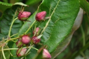 <strong>Escalloniaceae - Forgesia racemosa - J.F.Gmel.</strong><br />© Sarrailh Jean-Michel / CIRAD