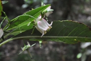 <strong>Escalloniaceae - Forgesia racemosa - J.F.Gmel.</strong><br />© Sarrailh Jean-Michel / CIRAD