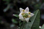 <strong>Escalloniaceae - Forgesia racemosa - J.F.Gmel.</strong><br />© Sarrailh Jean-Michel / CIRAD