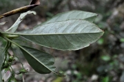<strong>Escalloniaceae - Forgesia racemosa - J.F.Gmel.</strong><br />© Sarrailh Jean-Michel / CIRAD
