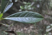 <strong>Escalloniaceae - Forgesia racemosa - J.F.Gmel.</strong><br />© Sarrailh Jean-Michel / CIRAD