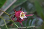 <strong>Escalloniaceae - Forgesia racemosa - J.F.Gmel.</strong><br />© Sarrailh Jean-Michel / CIRAD