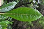 <strong>Escalloniaceae - Forgesia racemosa - J.F.Gmel.</strong><br />© Sarrailh Jean-Michel / CIRAD