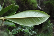 <strong>Escalloniaceae - Forgesia racemosa - J.F.Gmel.</strong><br />© Sarrailh Jean-Michel / CIRAD