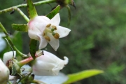<strong>Escalloniaceae - Forgesia racemosa - J.F.Gmel.</strong><br />© Sarrailh Jean-Michel / CIRAD