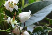 <strong>Escalloniaceae - Forgesia racemosa - J.F.Gmel.</strong><br />© Sarrailh Jean-Michel / CIRAD