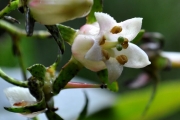 <strong>Escalloniaceae - Forgesia racemosa - J.F.Gmel.</strong><br />© Sarrailh Jean-Michel / CIRAD