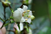 <strong>Escalloniaceae - Forgesia racemosa - J.F.Gmel.</strong><br />© Sarrailh Jean-Michel / CIRAD