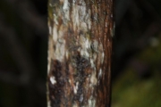 <strong>Escalloniaceae - Forgesia racemosa - J.F.Gmel.</strong><br />© Sarrailh Jean-Michel / CIRAD