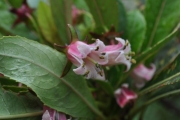<strong>Escalloniaceae - Forgesia racemosa - J.F.Gmel.</strong><br />© Sarrailh Jean-Michel / CIRAD