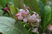 <strong>Escalloniaceae - Forgesia racemosa - J.F.Gmel.</strong><br />© Sarrailh Jean-Michel / CIRAD