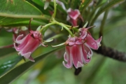 <strong>Escalloniaceae - Forgesia racemosa - J.F.Gmel.</strong><br />© Sarrailh Jean-Michel / CIRAD