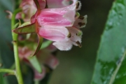 <strong>Escalloniaceae - Forgesia racemosa - J.F.Gmel.</strong><br />© Sarrailh Jean-Michel / CIRAD