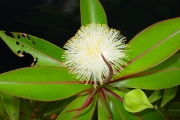 <strong>Lecythidaceae - Foetidia mauritiana - Lam.</strong><br />© Sarrailh Jean-Michel / CIRAD