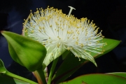 <strong>Lecythidaceae - Foetidia mauritiana - Lam.</strong><br />© Sarrailh Jean-Michel / CIRAD