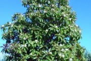 <strong>Lecythidaceae - Foetidia mauritiana - Lam.</strong><br />© Sarrailh Jean-Michel / CIRAD