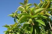 <strong>Lecythidaceae - Foetidia mauritiana - Lam.</strong><br />© Baret Stéphane