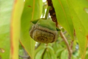 <strong>Lecythidaceae - Foetidia mauritiana - Lam.</strong><br />© Baret Stéphane