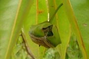 <strong>Lecythidaceae - Foetidia mauritiana - Lam.</strong><br />© Baret Stéphane