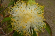 <strong>Lecythidaceae - Foetidia mauritiana - Lam.</strong><br />© Baret Stéphane