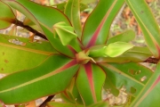 <strong>Lecythidaceae - Foetidia mauritiana - Lam.</strong><br />© Baret Stéphane
