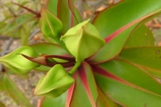 <strong>Lecythidaceae - Foetidia mauritiana - Lam.</strong><br />© Baret Stéphane