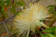<strong>Lecythidaceae - Foetidia mauritiana - Lam.</strong><br />© Baret Stéphane