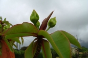 <strong>Lecythidaceae - Foetidia mauritiana - Lam.</strong><br />© Baret Stéphane