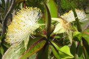 <strong>Lecythidaceae - Foetidia mauritiana - Lam.</strong><br />© Sarrailh Jean-Michel / CIRAD